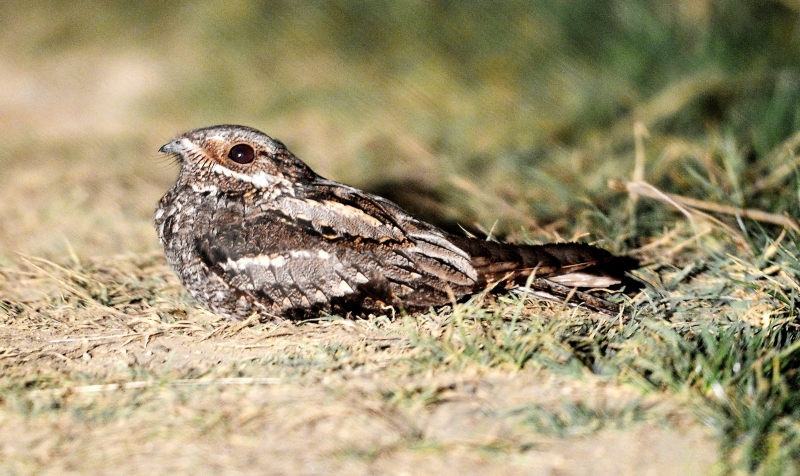 Succiacapre?  S !  Caprimulgus europaeus